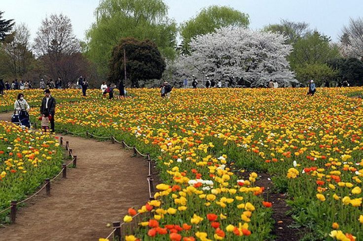 Deretan Spot Taman Wisata Bunga Terdekat Paling Cantik Buat Foto Anak